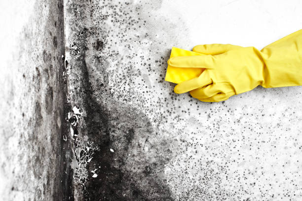 Best DIY Mold Remediation Support Services in East Uniontown, PA
