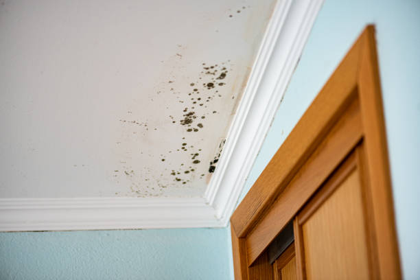 Trusted East Uniontown, PA Mold Remediation Experts