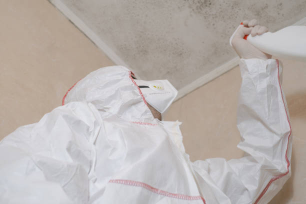 Best Residential Mold Remediation in East Uniontown, PA